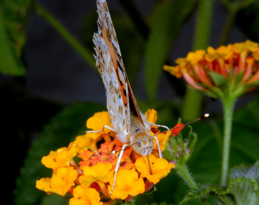 Vanessa cardui sulle lantane